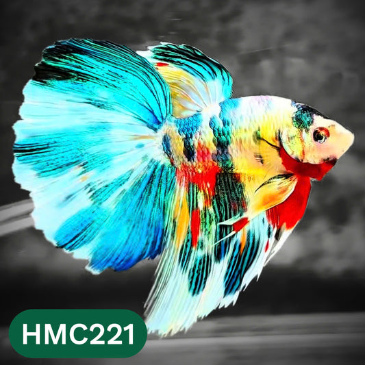 Multicolor Halfmoon Male Betta Fish | Order Directly From Farm | You Pick Fish