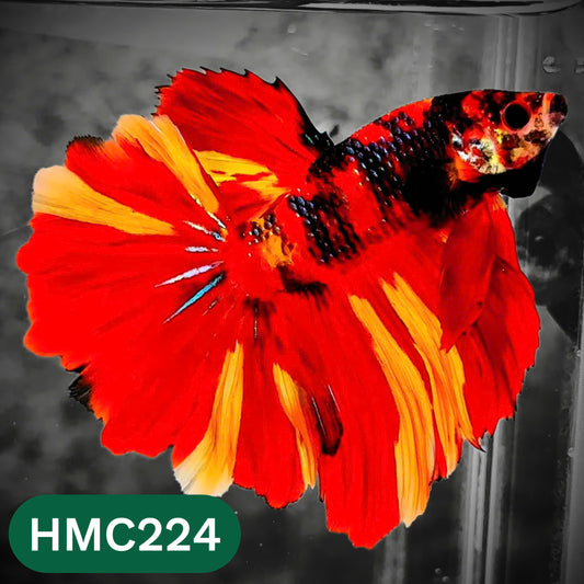 Multicolor Halfmoon Male Betta Fish | Order Directly From Farm | You Pick Fish