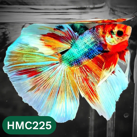 Multicolor Halfmoon Male Betta Fish | Order Directly From Farm | You Pick Fish
