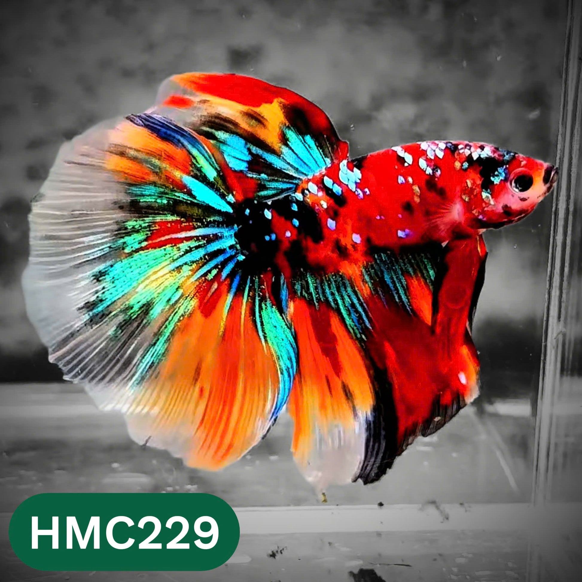 Multicolor Halfmoon Male Betta Fish | Order Directly From Farm | You Pick Fish