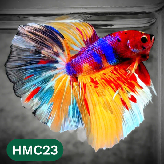 Multicolor Halfmoon Male Betta Fish | High Grade | Order Directly From Farm |  You Pick Fish |
