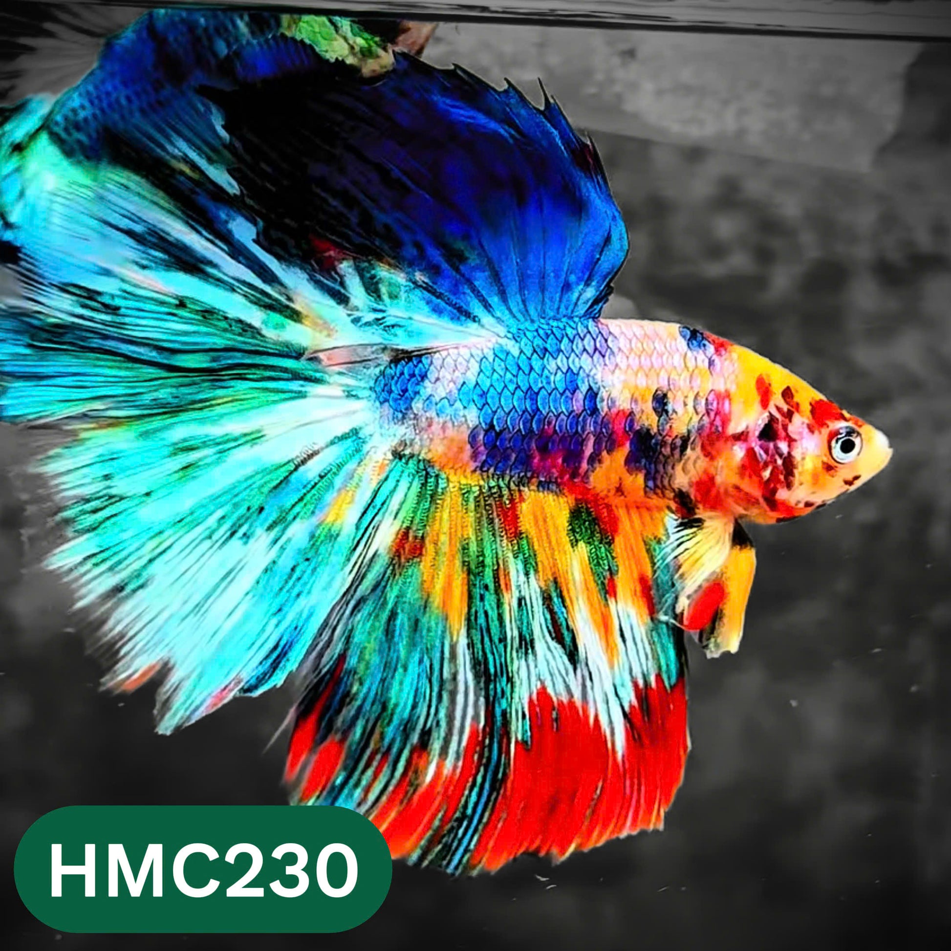 Multicolor Halfmoon Male Betta Fish | Order Directly From Farm | You Pick Fish