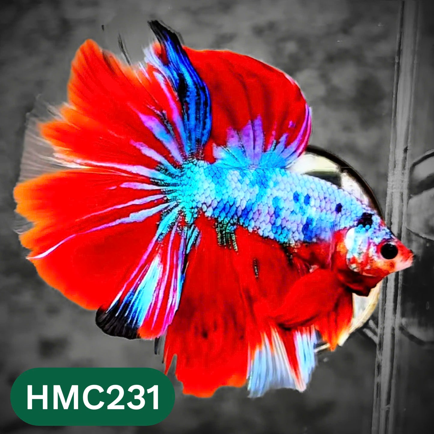 Multicolor Halfmoon Male Betta Fish | Order Directly From Farm | You Pick Fish