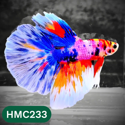 Multicolor Halfmoon Male Betta Fish | Order Directly From Farm | You Pick Fish
