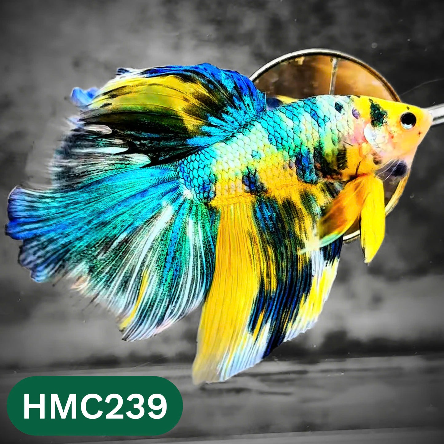Multicolor Halfmoon Male Betta Fish | Order Directly From Farm | You Pick Fish