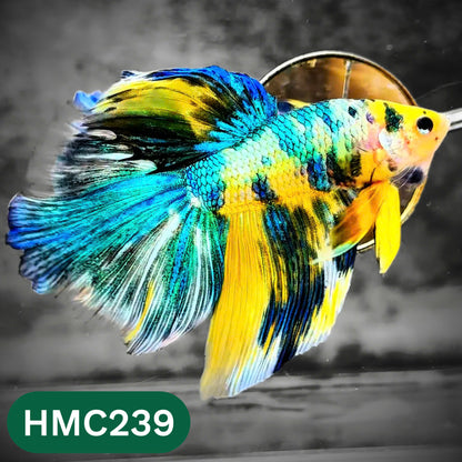 Multicolor Halfmoon Male Betta Fish | Order Directly From Farm | You Pick Fish
