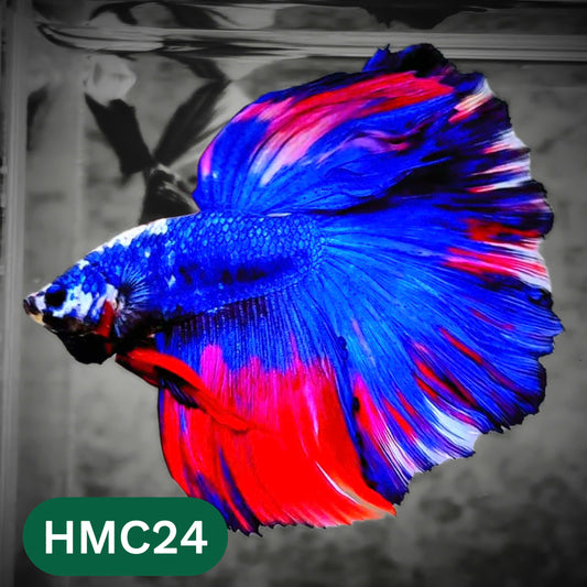 Multicolor Halfmoon Male Betta Fish | High Grade | Order Directly From Farm |  You Pick Fish |