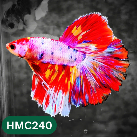 Multicolor Halfmoon Male Betta Fish | Order Directly From Farm | You Pick Fish