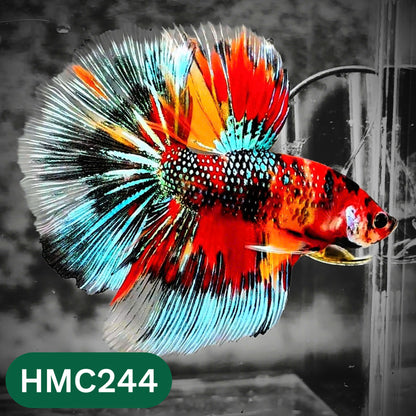 Multicolor Halfmoon Male Betta Fish | Order Directly From Farm | You Pick Fish