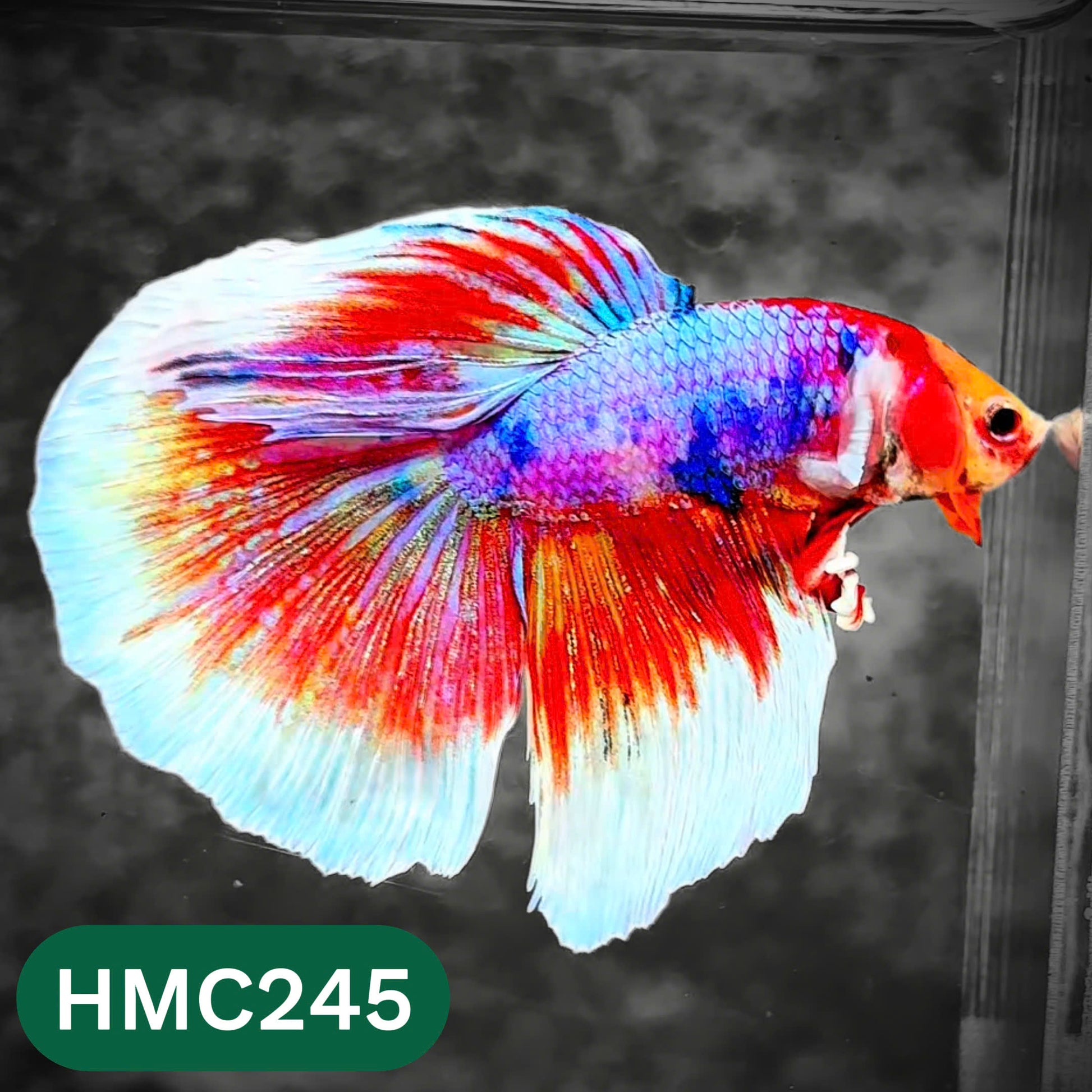 Multicolor Halfmoon Male Betta Fish | Order Directly From Farm | You Pick Fish