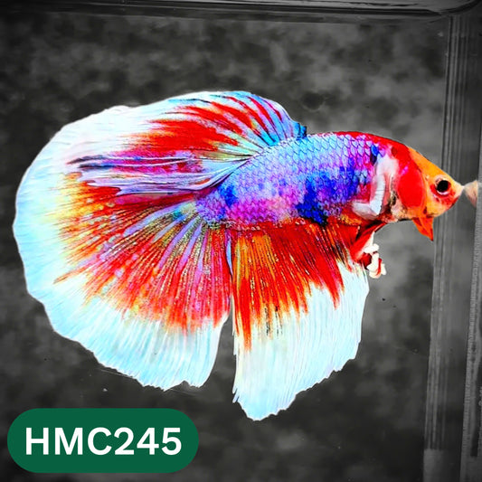 Multicolor Halfmoon Male Betta Fish | Order Directly From Farm | You Pick Fish