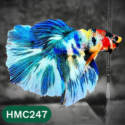 Multicolor Halfmoon Male Betta Fish | Order Directly From Farm | You Pick Fish