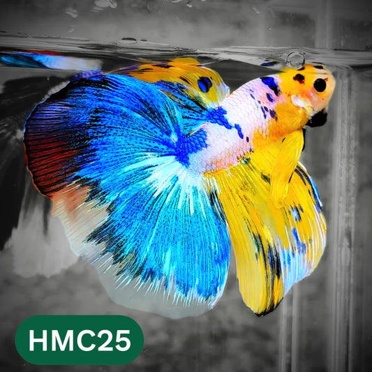 Multicolor Halfmoon Male Betta Fish | High Grade | Order Directly From Farm |  You Pick Fish |