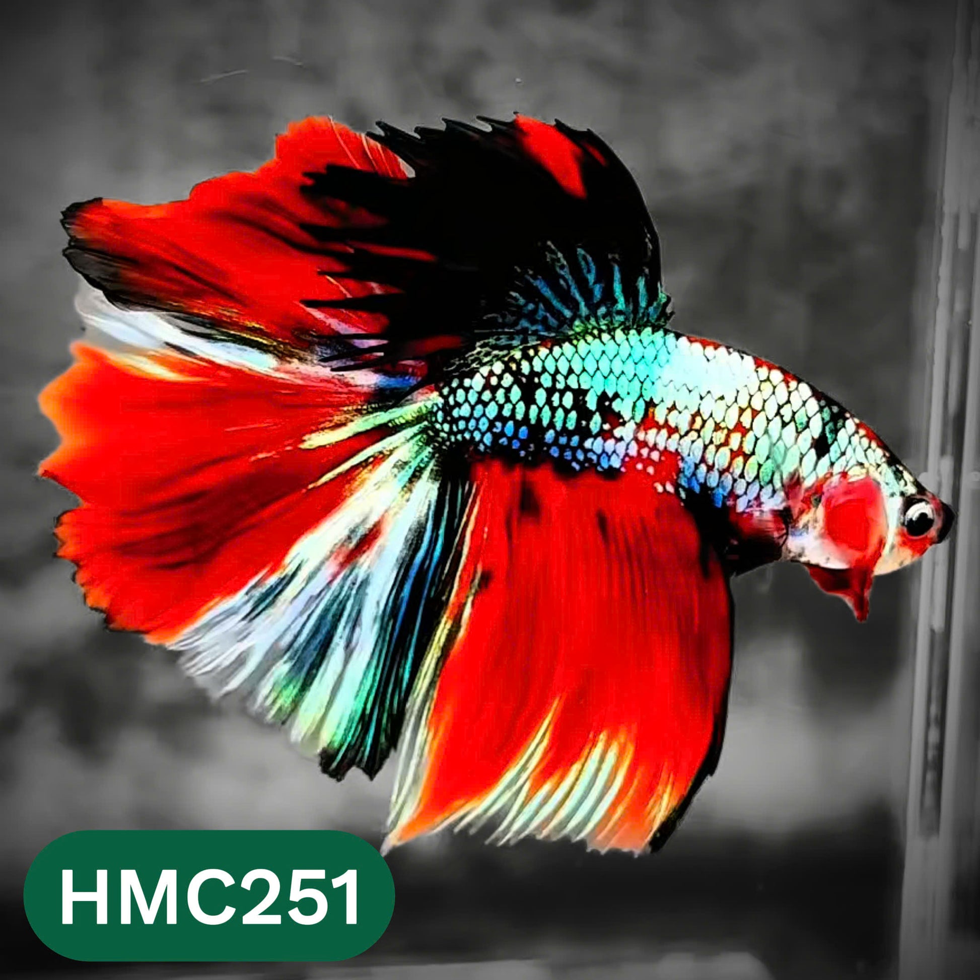 Multicolor Halfmoon Male Betta Fish | Order Directly From Farm | You Pick Fish