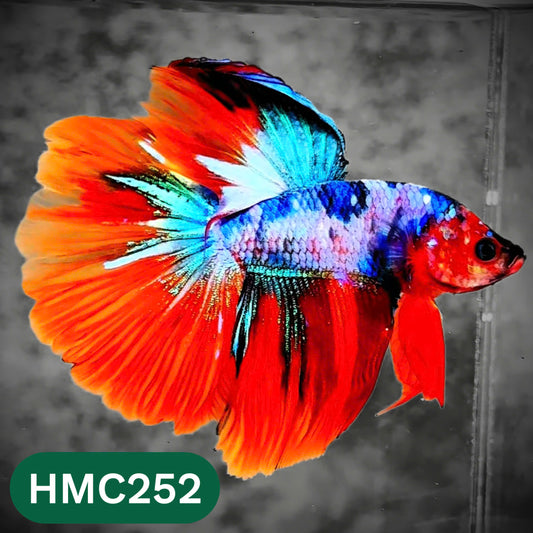 Multicolor Halfmoon Male Betta Fish | Order Directly From Farm | You Pick Fish
