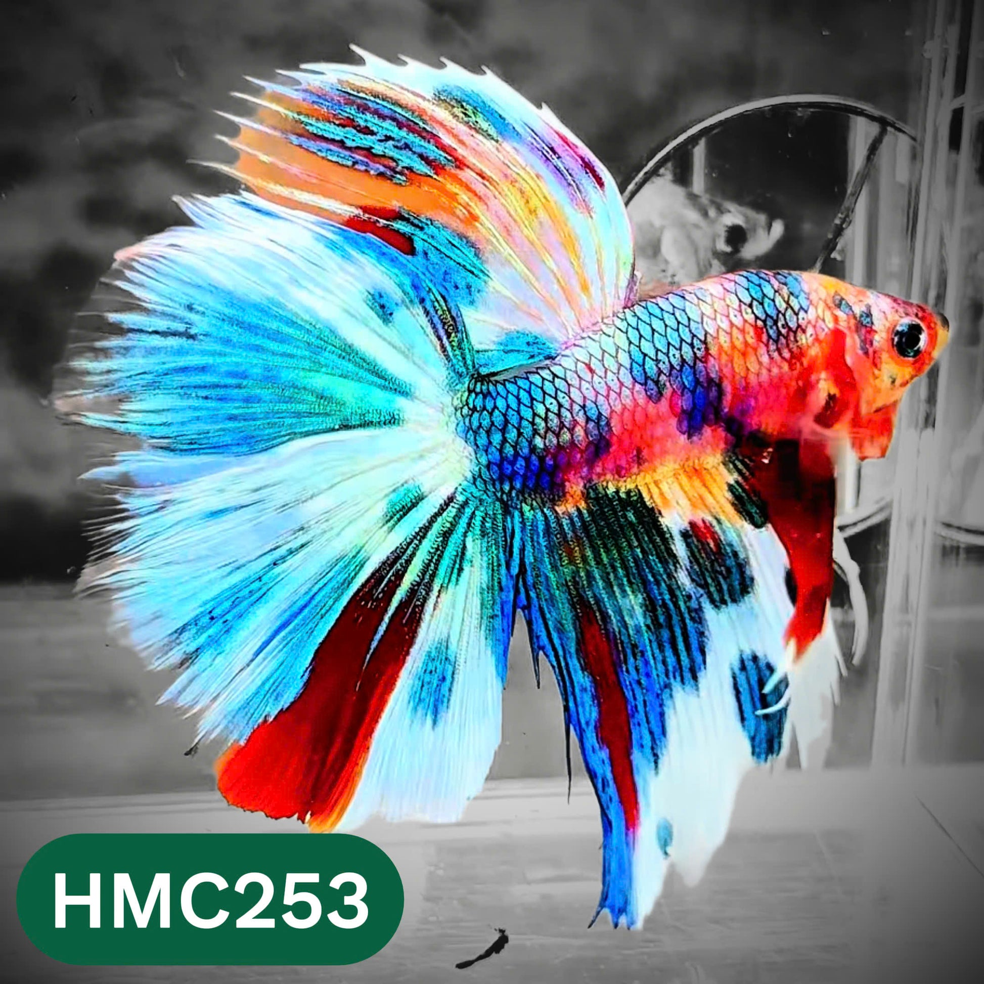 Multicolor Halfmoon Male Betta Fish | Order Directly From Farm | You Pick Fish