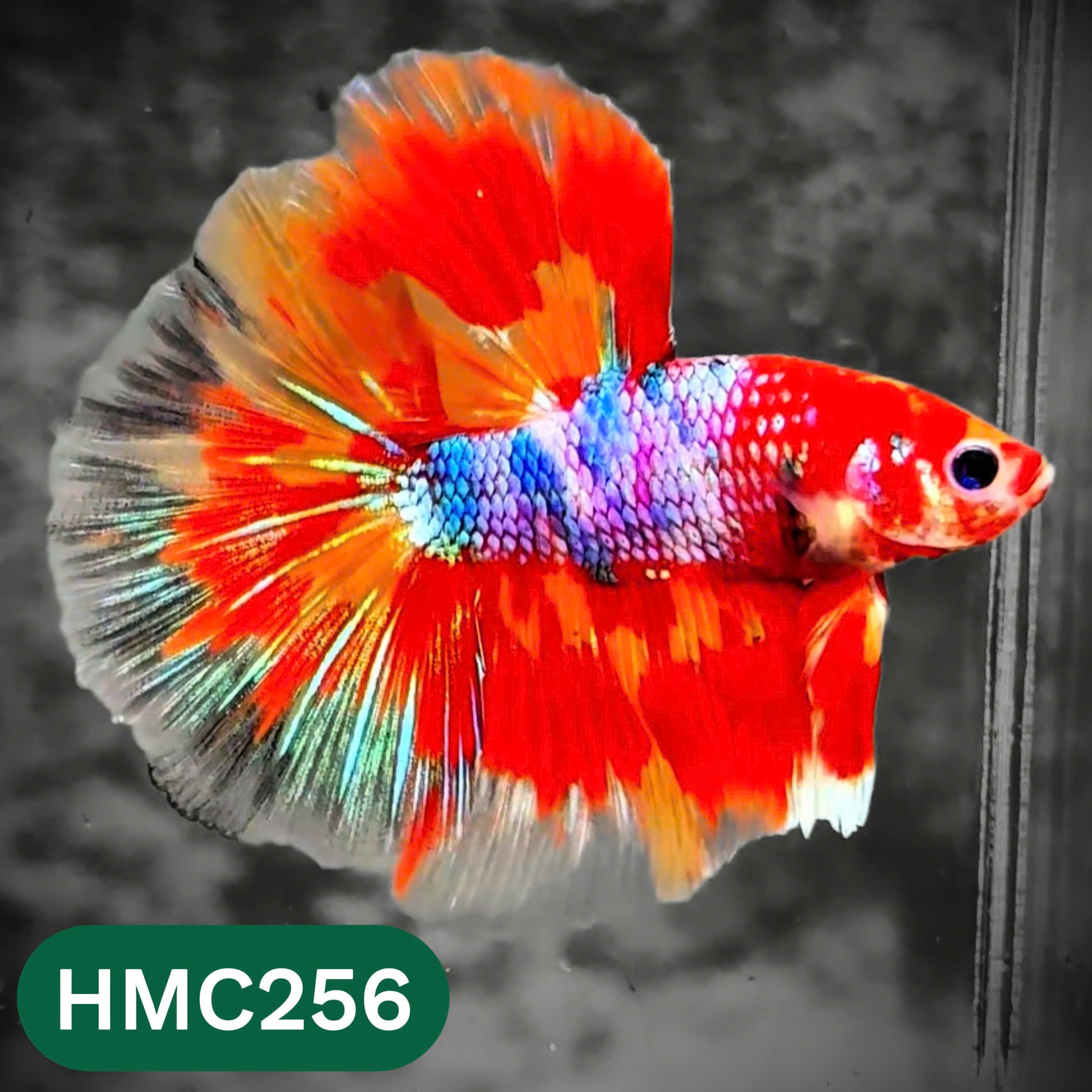 Multicolor Halfmoon Male Betta Fish | Order Directly From Farm | You Pick Fish