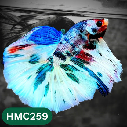 Multicolor Halfmoon Male Betta Fish | Order Directly From Farm | You Pick Fish
