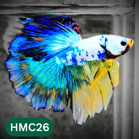 Multicolor Halfmoon Male Betta Fish | High Grade | Order Directly From Farm |  You Pick Fish |