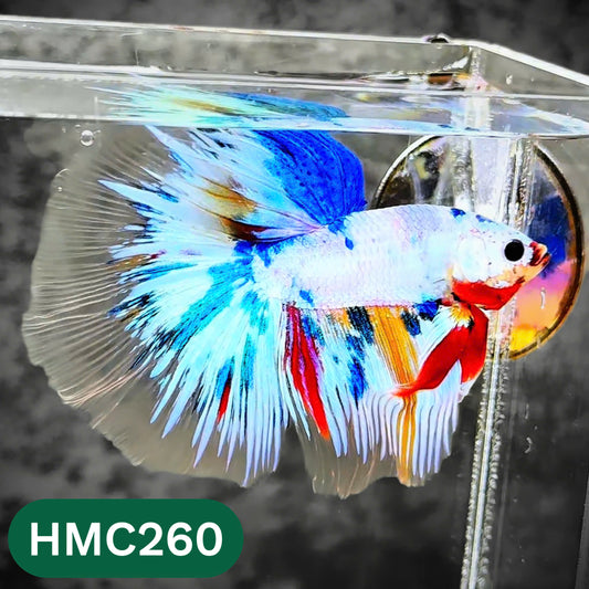 Multicolor Halfmoon Male Betta Fish | Order Directly From Farm | You Pick Fish