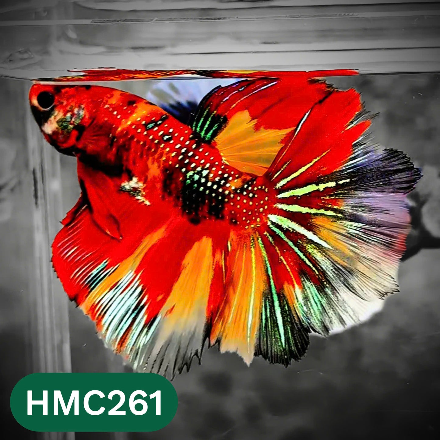 Multicolor Halfmoon Male Betta Fish | Order Directly From Farm | You Pick Fish