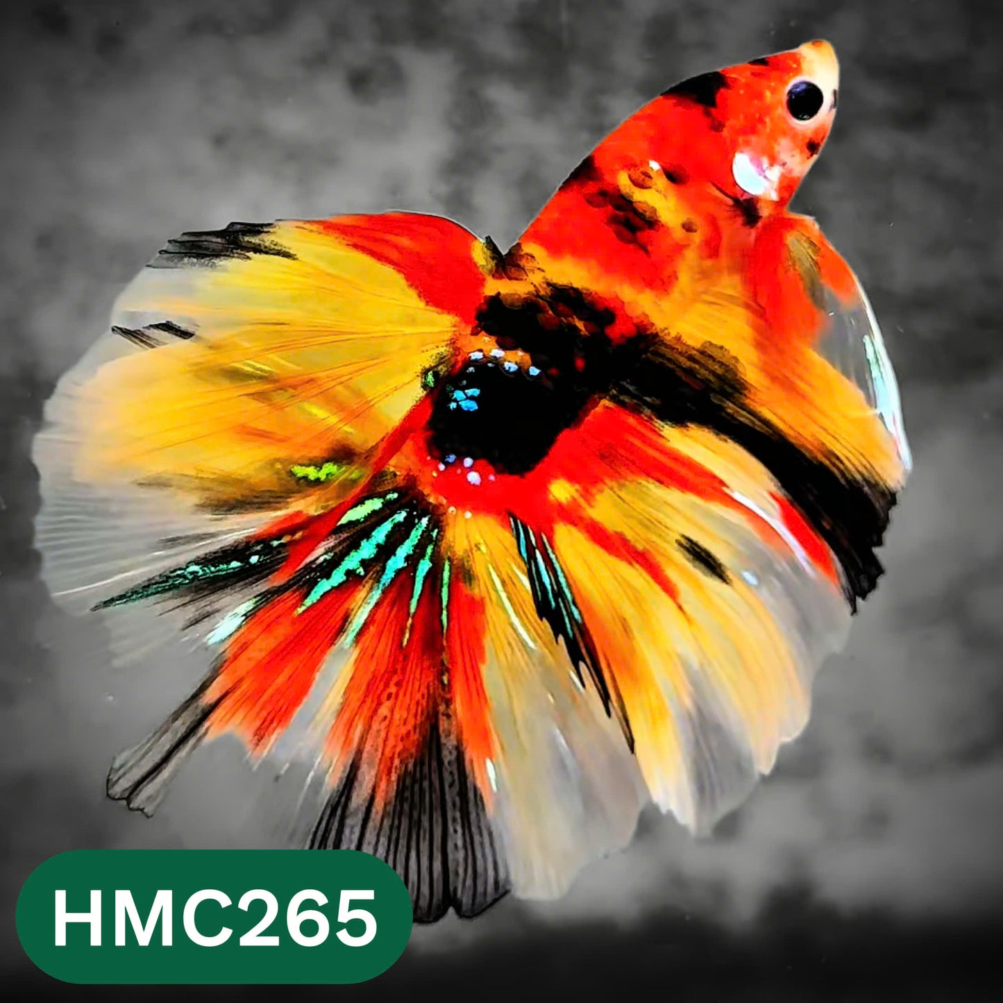 Multicolor Halfmoon Male Betta Fish | Order Directly From Farm | You Pick Fish