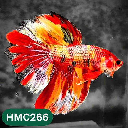 Multicolor Halfmoon Male Betta Fish | Order Directly From Farm | You Pick Fish