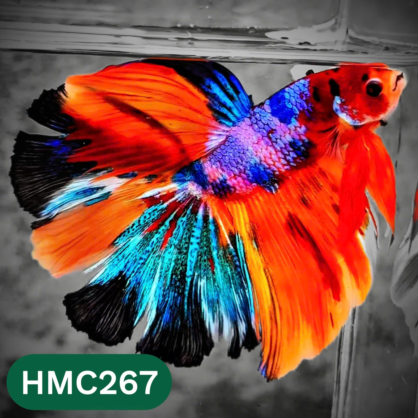 Multicolor Halfmoon Male Betta Fish | Order Directly From Farm | You Pick Fish
