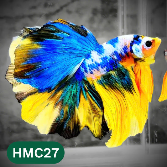 Multicolor Halfmoon Male Betta Fish | High Grade | Order Directly From Farm |  You Pick Fish |