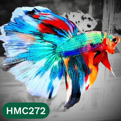 Multicolor Halfmoon Male Betta Fish | High Grade | Order Directly From Farm |  You Pick Fish |