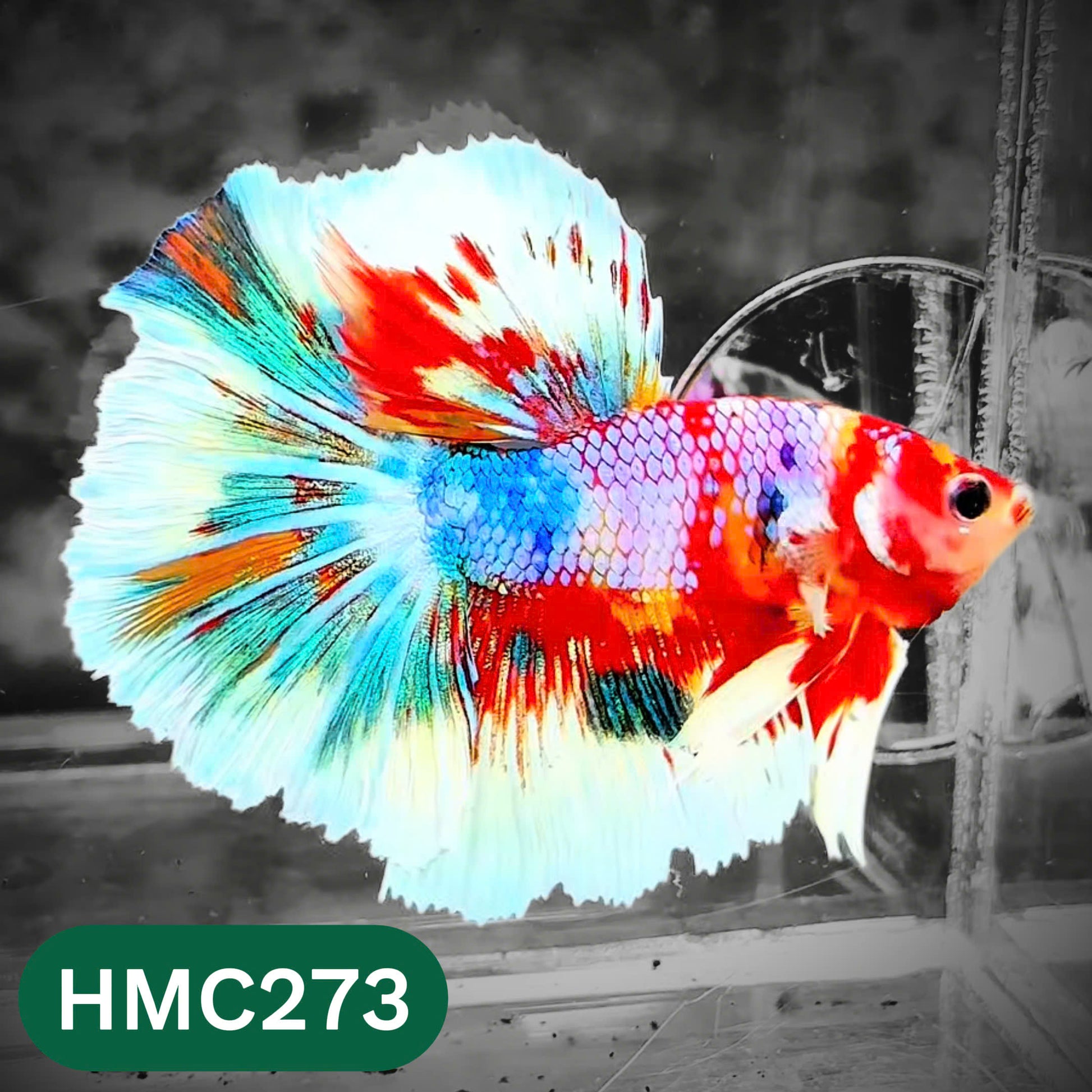 Multicolor Halfmoon Male Betta Fish | High Grade | Order Directly From Farm |  You Pick Fish |