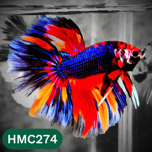 Multicolor Halfmoon Male Betta Fish | High Grade | Order Directly From Farm |  You Pick Fish |