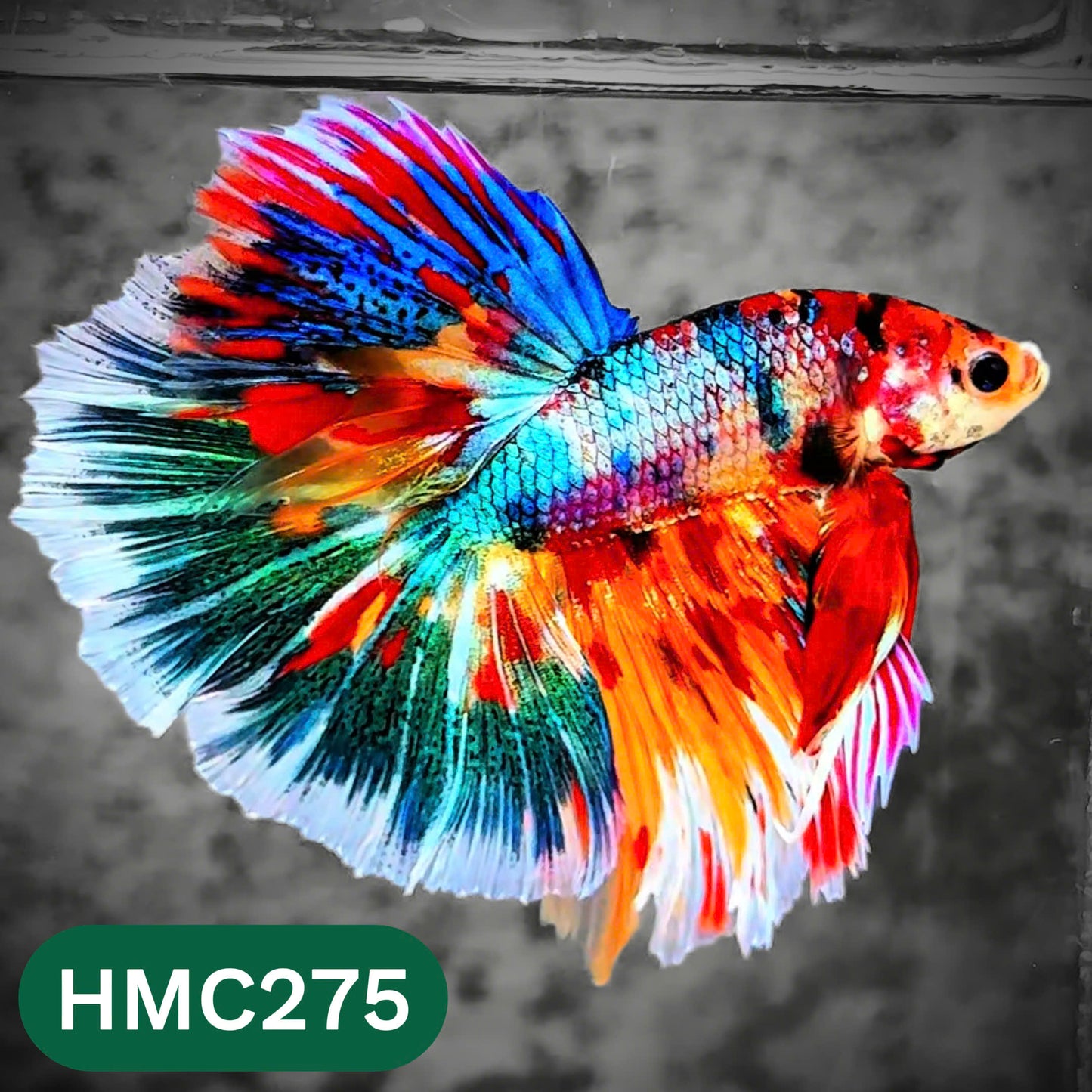 Multicolor Halfmoon Male Betta Fish | High Grade | Order Directly From Farm |  You Pick Fish |
