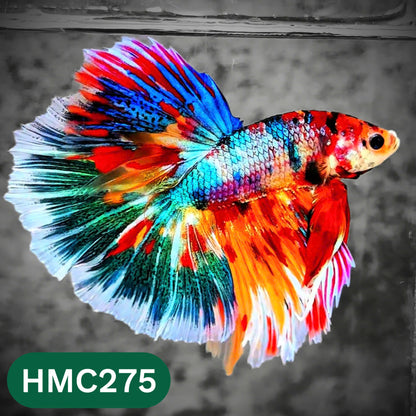 Multicolor Halfmoon Male Betta Fish | High Grade | Order Directly From Farm |  You Pick Fish |
