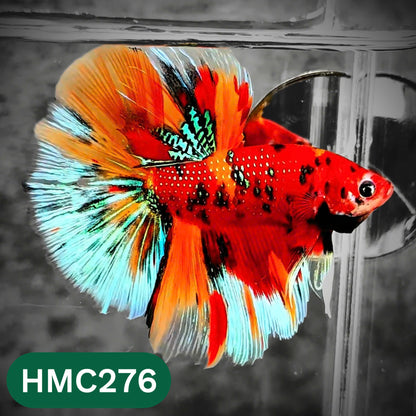 Multicolor Halfmoon Male Betta Fish | High Grade | Order Directly From Farm |  You Pick Fish |