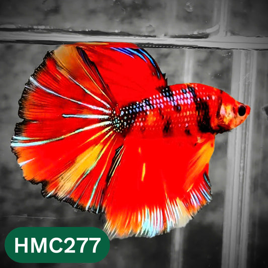 Multicolor Halfmoon Male Betta Fish | High Grade | Order Directly From Farm |  You Pick Fish |