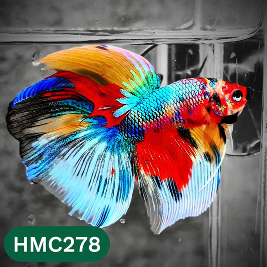 Multicolor Halfmoon Male Betta Fish | High Grade | Order Directly From Farm |  You Pick Fish |