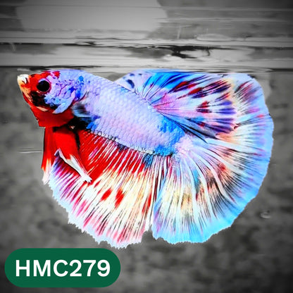 Multicolor Halfmoon Male Betta Fish | High Grade | Order Directly From Farm |  You Pick Fish |