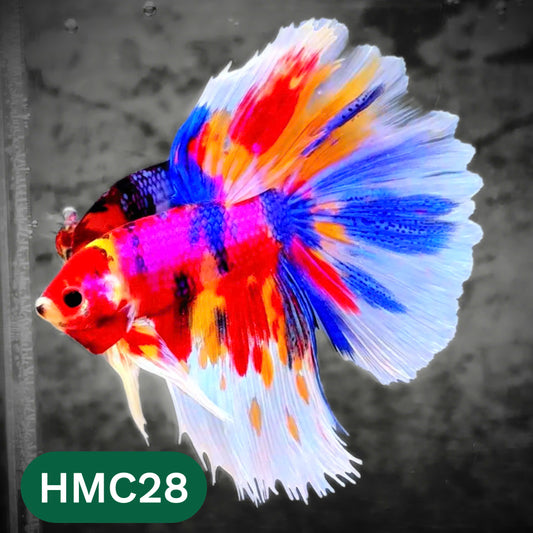 Multicolor Halfmoon Male Betta Fish | High Grade | Order Directly From Farm |  You Pick Fish |