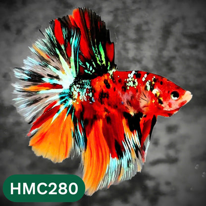 Multicolor Halfmoon Male Betta Fish | High Grade | Order Directly From Farm |  You Pick Fish |