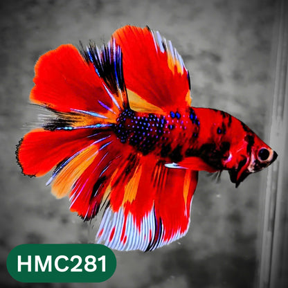 Multicolor Halfmoon Male Betta Fish | High Grade | Order Directly From Farm |  You Pick Fish |