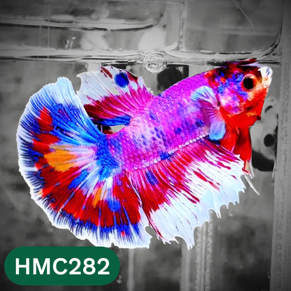 Multicolor Halfmoon Male Betta Fish | High Grade | Order Directly From Farm |  You Pick Fish |