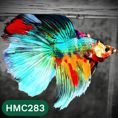 Multicolor Halfmoon Male Betta Fish | High Grade | Order Directly From Farm |  You Pick Fish |