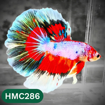 Multicolor Halfmoon Male Betta Fish | High Grade | Order Directly From Farm |  You Pick Fish |