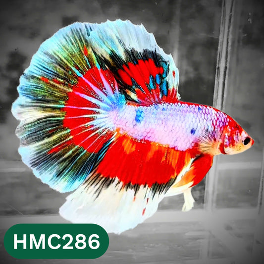 Multicolor Halfmoon Male Betta Fish | High Grade | Order Directly From Farm |  You Pick Fish |