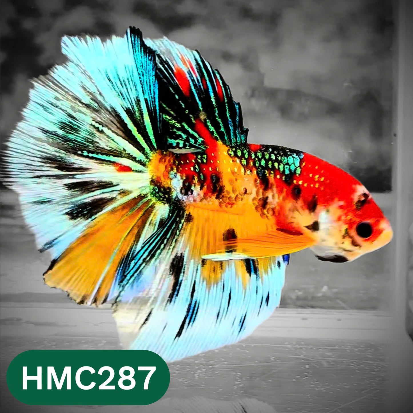 Multicolor Halfmoon Male Betta Fish | High Grade | Order Directly From Farm |  You Pick Fish |