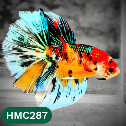 Multicolor Halfmoon Male Betta Fish | High Grade | Order Directly From Farm |  You Pick Fish |