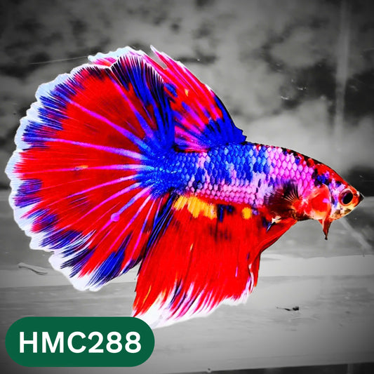 Multicolor Halfmoon Male Betta Fish | High Grade | Order Directly From Farm |  You Pick Fish |
