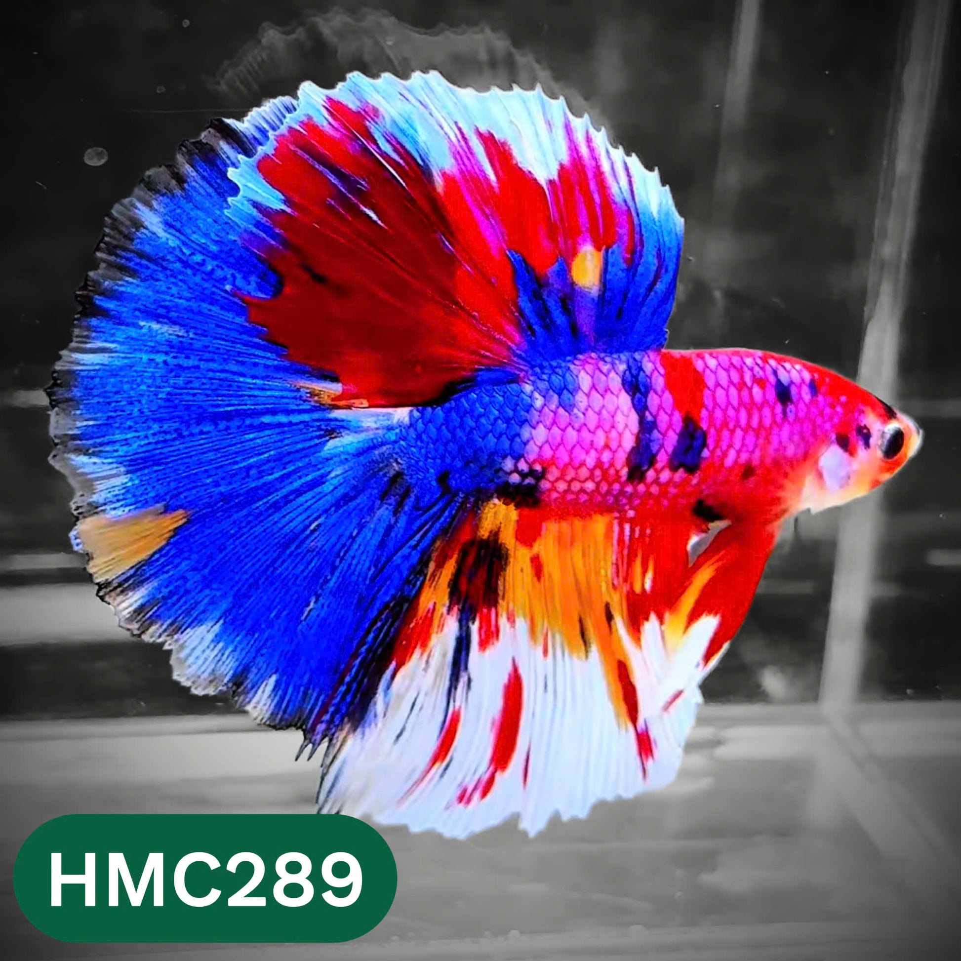 Multicolor Halfmoon Male Betta Fish | High Grade | Order Directly From Farm |  You Pick Fish |