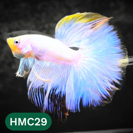 Multicolor Halfmoon Male Betta Fish | High Grade | Order Directly From Farm |  You Pick Fish |